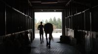 Jockey walking horse through stable